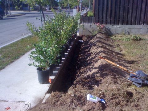 1968 Ford Mustang - A trench is dug along a sidewalk, with potted plants lined up next to it and gardening tools resting on the excavated soil.