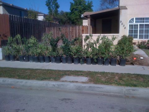1968 Ford Mustang - Numerous potted plants are arranged in a line along the sidewalk next to a residential building.