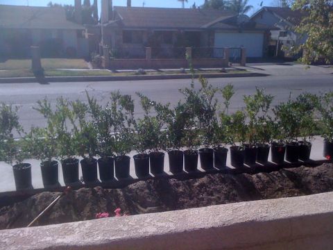 1968 Ford Mustang - Newly planted shrubs line a residential street, awaiting their permanent place in the garden.