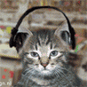 2000 Mercury Grand Marquis - A kitten wearing headphones is pictured.