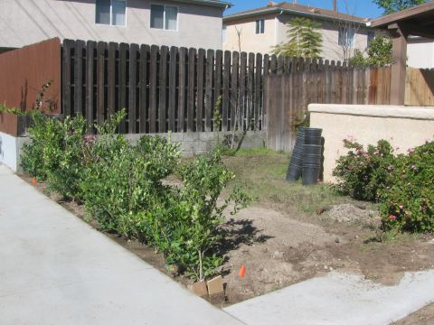 1968 Ford Mustang - A residential backyard scene features a wooden fence, various plants, and stacked pots near a stucco wall.