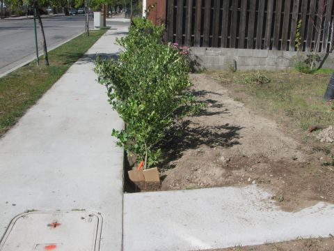 1968 Ford Mustang - Sidewalk and landscaping with a small bush planted in a dirt area.