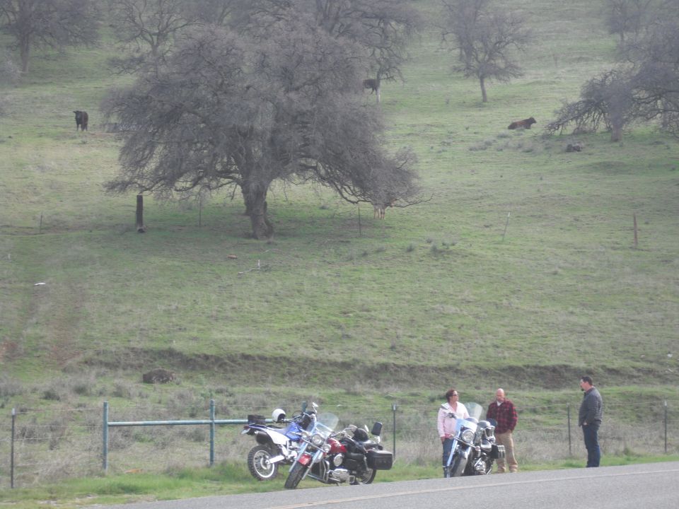 Three people stand by two parked motorcycles on the side of a road. A grassy hill with trees and cows is in the background