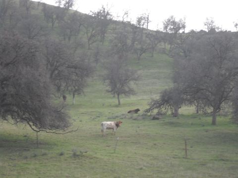 1991 Ford Bronco - A pastoral scene shows several cows grazing in a field with scattered trees on a gentle slope.