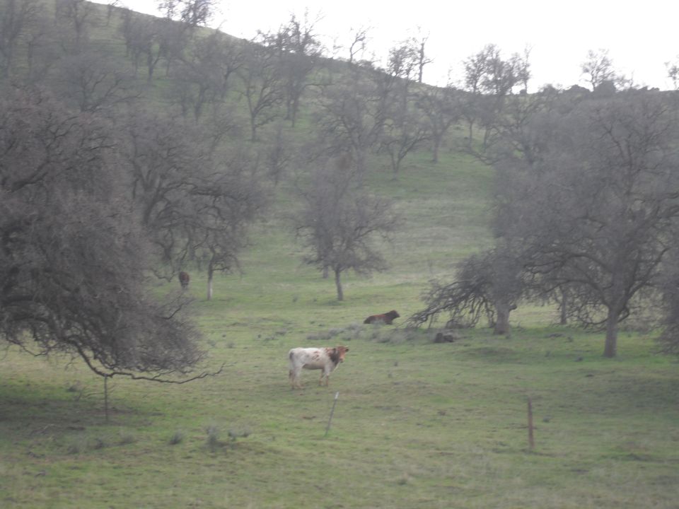 Cows in a grassy field with bare trees on a hill