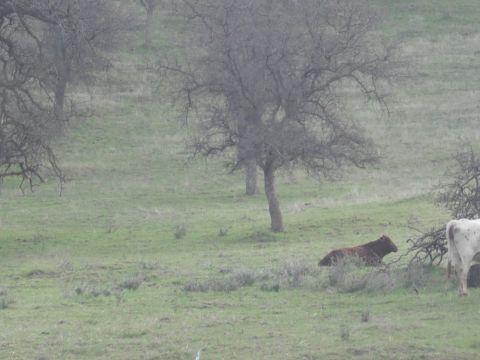 1991 Ford Bronco - A brown cow rests in a grassy field with trees in the background and a white cow nearby.
