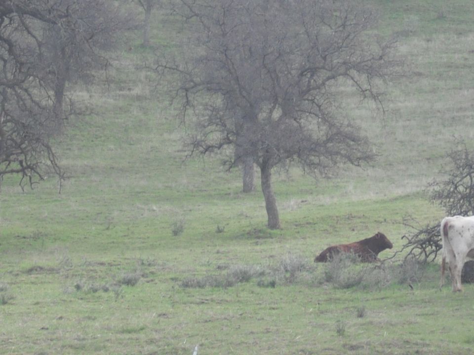 Brown cow lying in green grass near bare trees, with a white cow standing to the right
