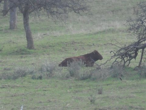 1991 Ford Bronco - A lone brown cow lies down in a grassy field, surrounded by sparse vegetation and trees.