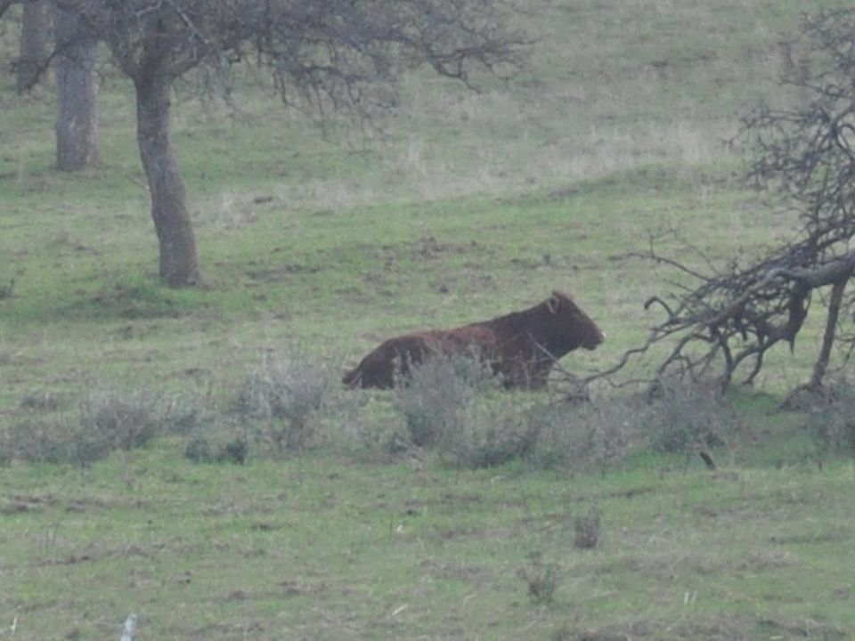 Brown cow resting in a green, hilly field with scattered trees