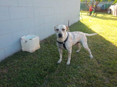 1991 Ford Bronco - This is Hina. A Healer/Pitbull owned by my niece Maka. She was born completely deaf but her jaw and teeth work just fine.