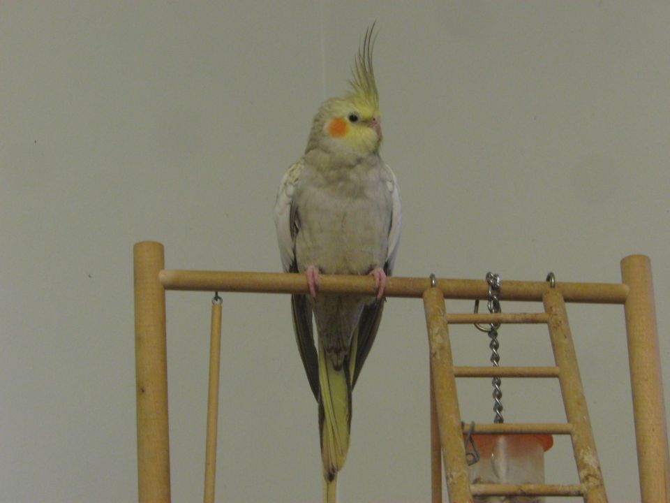 Cockatiel perched on a wooden stand with a ladder