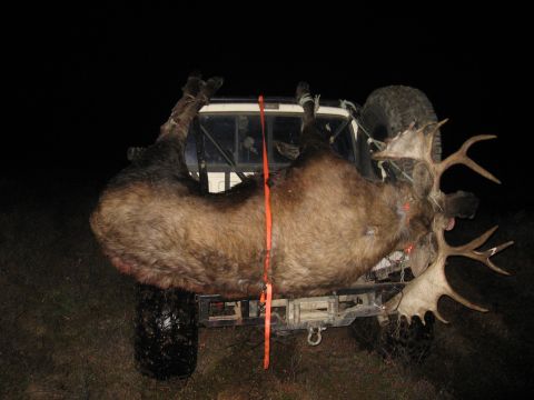 1990 Ford F-250 - A large moose is loaded onto the back of a truck, secured with an orange strap for transport.