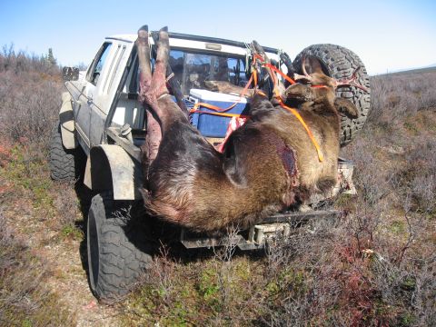 1990 Ford F-250 - A white pickup truck carries a large moose carcass, viewed from behind, with a spare tire visible on the rear.
