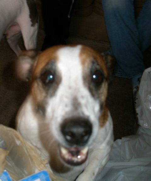 1988 Ford Bronco - A dog's face is the primary subject of this photo, with a Supermotors.net watermark visible in the lower right corner.