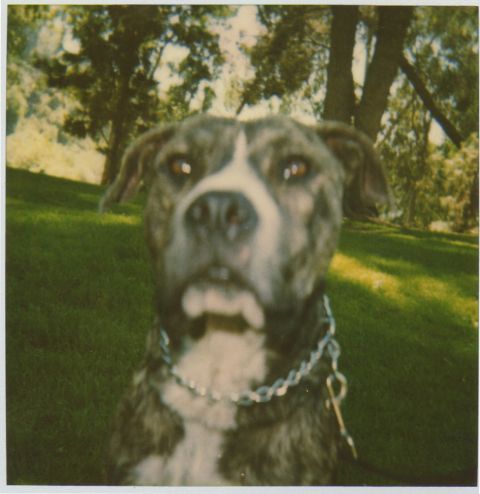 1968 Ford Mustang - A brindle dog with a white chest and a chain collar sits in a grassy park with trees in the background.