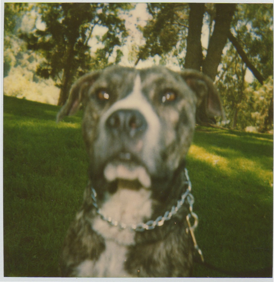 Brindle dog with white chest and chain collar in grassy park