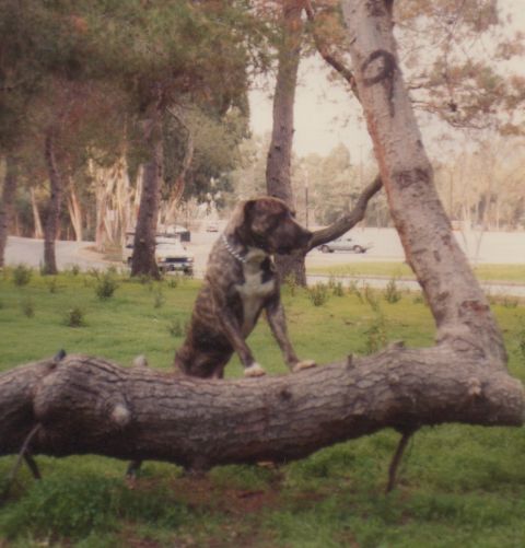 1968 Ford Mustang - A dog poses on a log in a park setting with trees and a road in the background.