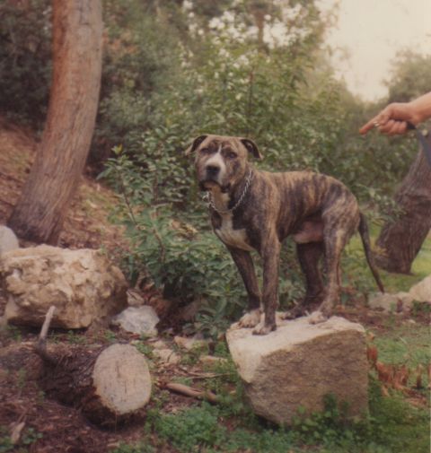 1968 Ford Mustang - A brindle pit bull stands alert on a rock, with a person's hand pointing in the background.