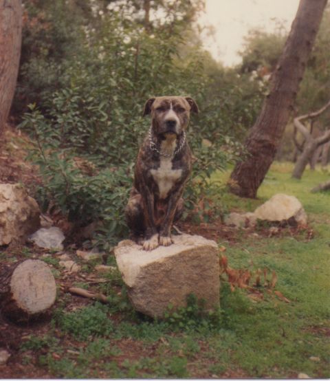 1968 Ford Mustang - A brindle dog with a chain collar sits regally on a large rock in a wooded area.