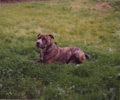 1968 Ford Mustang - A brindle pit bull dog rests in a green, grassy area.
