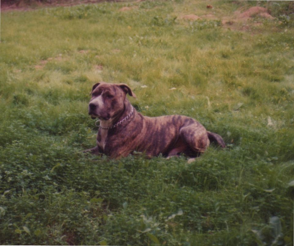 Brindle pit bull dog with a chain collar lies down in a grassy field