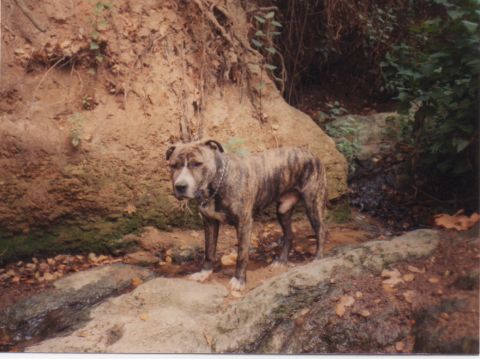 1968 Ford Mustang - A brindle dog stands alertly on rocks in a natural setting with a small stream nearby.