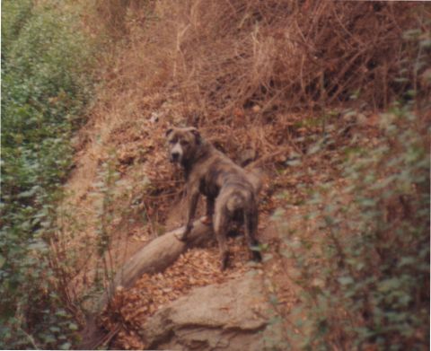 1968 Ford Mustang - A brindle dog stands alert on a fallen log amidst dry leaves and brush.