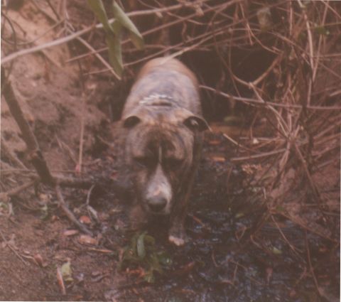 1968 Ford Mustang - A brindle dog stands in muddy brush near some branches.