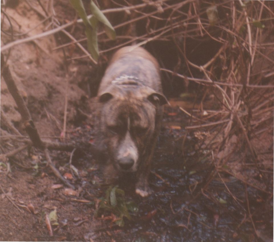 Brindle dog with white markings on face stands in muddy brush