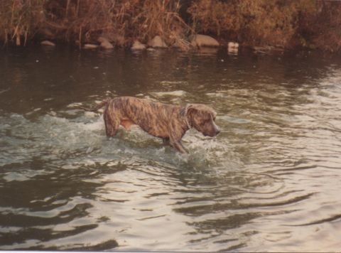 1968 Ford Mustang - A brindle dog wades through a stream, kicking up water as it moves.
