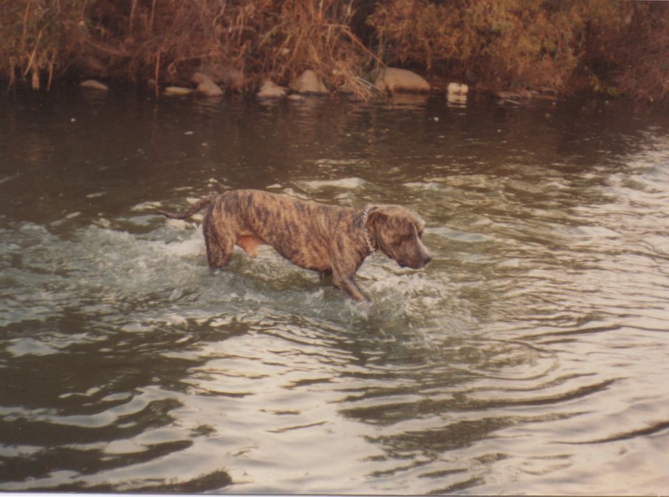 Brindle dog with a chain collar walks through shallow water near a bank with dry reeds