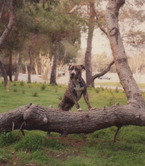 1968 Ford Mustang - A dog is perched on a large log in a grassy area with trees in the background.