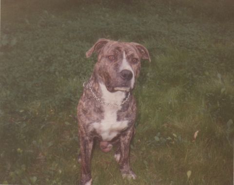 1968 Ford Mustang - A brindle pit bull dog with a white chest sits attentively on a grassy lawn, wearing a metal chain collar.