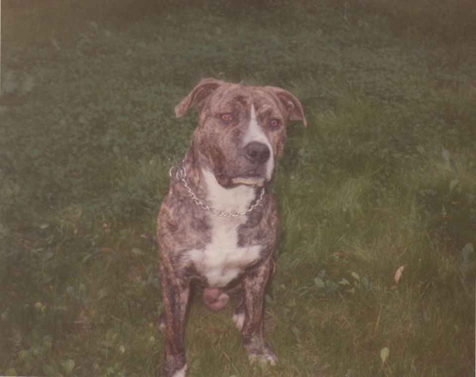 Brindle pit bull dog sitting on grass wearing a chain collar
