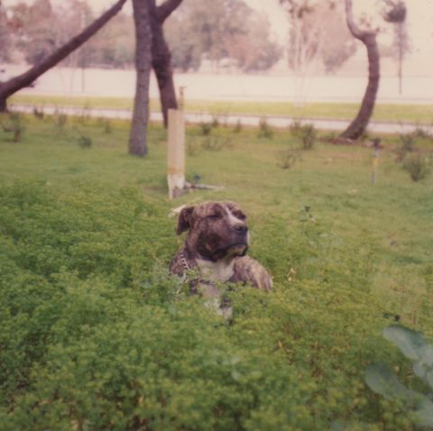 1968 Ford Mustang - A brindle dog rests in dense green foliage outdoors.