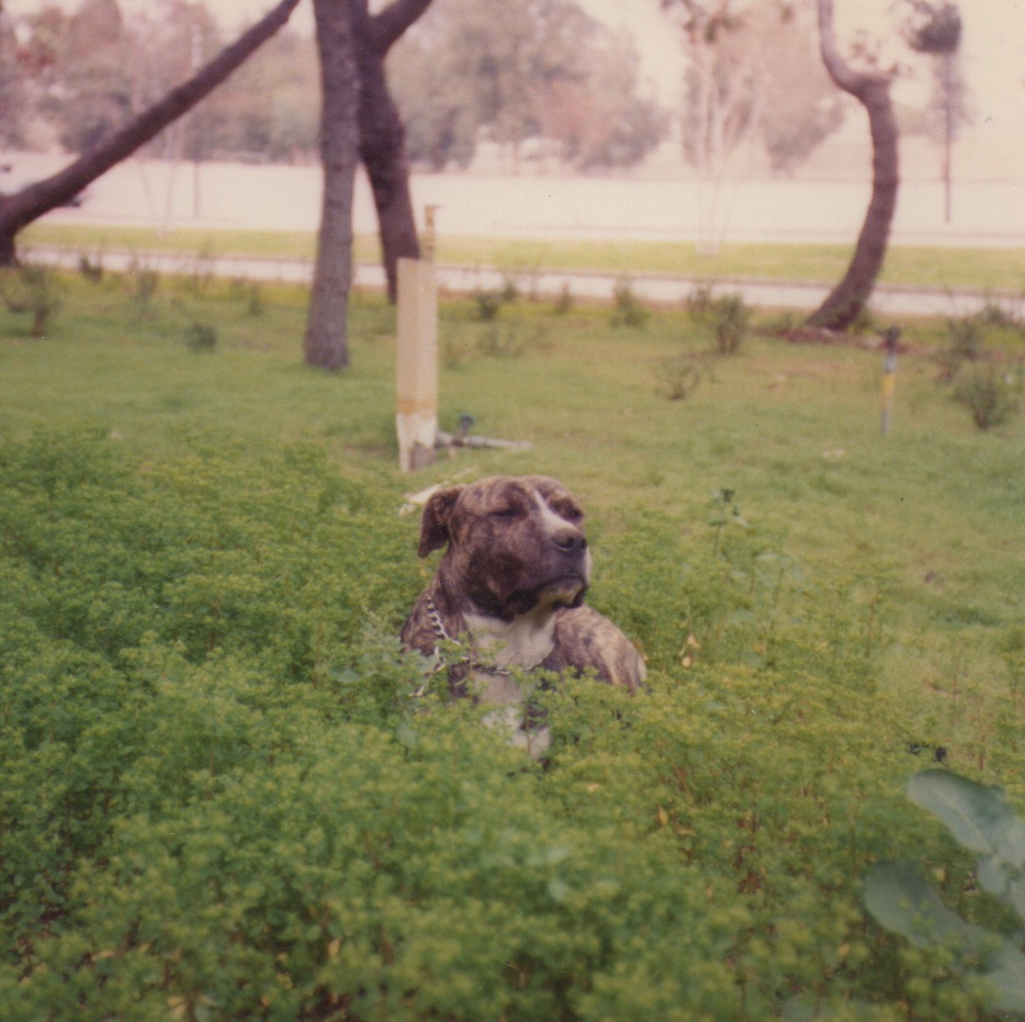 Brindle dog with chain collar sits in green bushes, looking to the right. Trees and grass are in the background