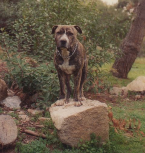 1968 Ford Mustang - A brindle dog with a white chest stands on a rock in a grassy, wooded area.