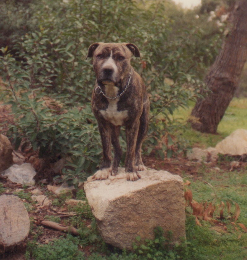 Brindle dog standing on a rock outdoors