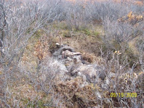 1986 Chevrolet Blazer - A carcass lies decomposing in a natural outdoor environment, brush-filled environment, with a date stamp indicating it was photographed in…