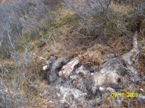1986 Chevrolet Blazer - A carcass lies in the brush, with a date stamp of 09/19/2009 visible in the lower right corner.