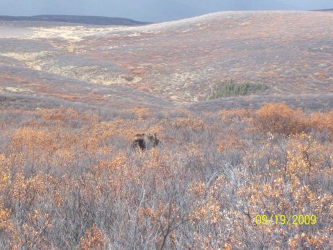 1986 Chevrolet Blazer - A moose is visible in a natural landscape with autumnal foliage and rolling hills.