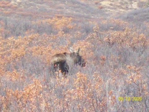 1986 Chevrolet Blazer - A moose stands in dry brush, partially obscured by vegetation, with a timestamp and website visible in the lower right corner.