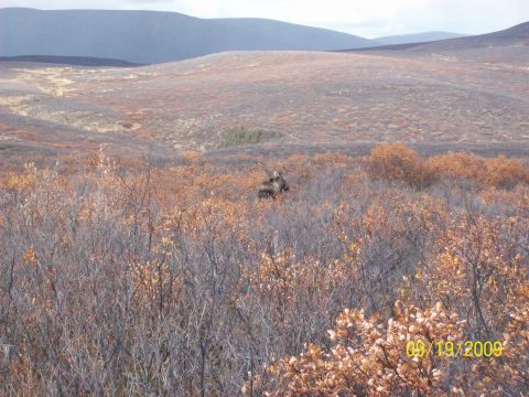 1986 Chevrolet Blazer - A moose stands in a field of dry brush and autumn leaves, with rolling hills in the background under a cloudy sky.