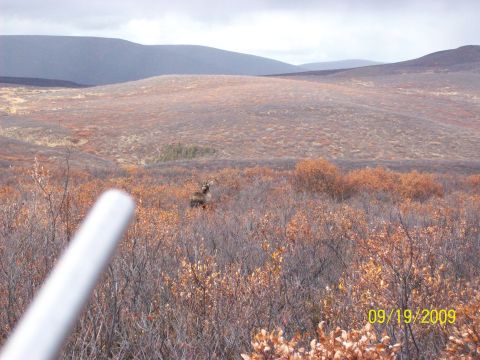 1986 Chevrolet Blazer - A moose is visible in a vast, autumnal landscape under a cloudy sky.