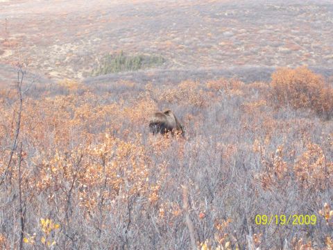 1986 Chevrolet Blazer - A bear is seen in a brushy landscape, with a date stamp indicating the photo was taken on September 19, 2009.