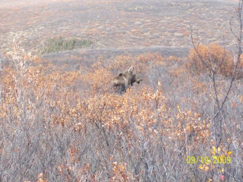 1986 Chevrolet Blazer - A moose wanders through a field of dry brush and sparse trees.