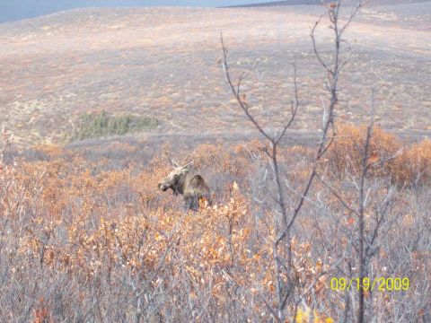 1986 Chevrolet Blazer - A moose is visible in a field of dry vegetation, with a date stamp and website in the lower right corner.