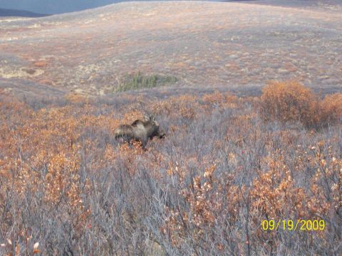 1986 Chevrolet Blazer - A moose is seen walking through a field of dry brush and small trees.