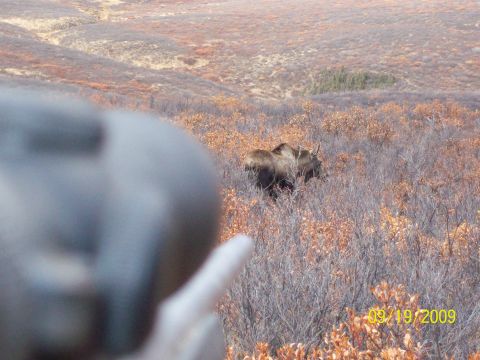 1986 Chevrolet Blazer - A moose stands in a field of dry brush, viewed through what appears to be binoculars.