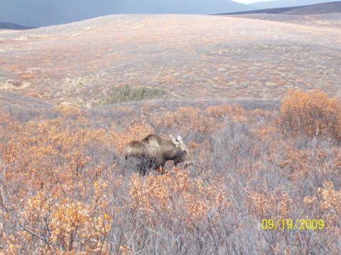 1986 Chevrolet Blazer - A moose wanders through a field of dry brush and autumn leaves under a hazy sky.